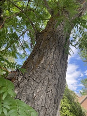 Gleditsia triacanthos