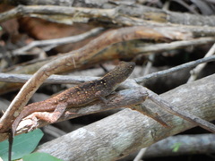 Anolis