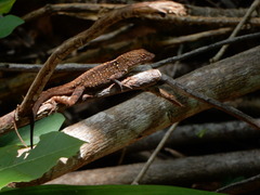 Anolis
