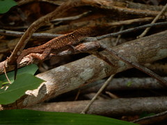 Anolis