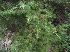 Juniperus rigida