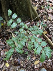 Zanthoxylum caribaeum