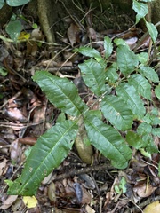 Zanthoxylum caribaeum