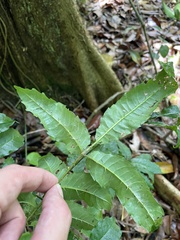 Zanthoxylum caribaeum