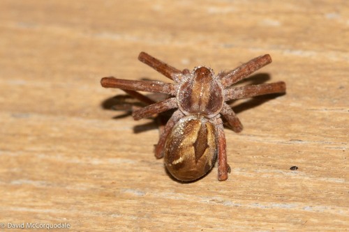 Attractive Running Crab Spider, Little Pond, NS B1Y, Canada, photo 6 of 10
