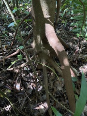 Cecropia schreberiana