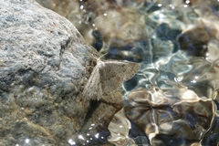 Gnophini