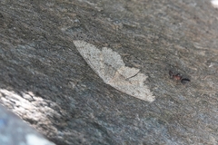 Gnophini