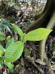 Coccoloba venosa