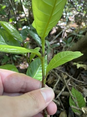 Coccoloba venosa