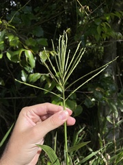 Paspalum fasciculatum