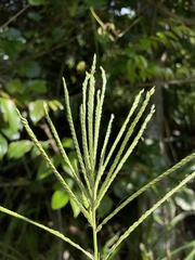 Paspalum fasciculatum
