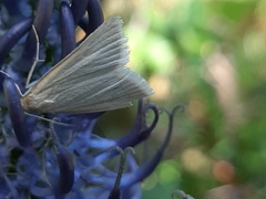 Udea rhododendronalis