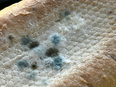 Penicillium