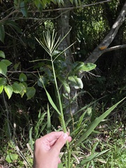 Paspalum fasciculatum