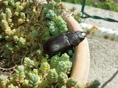 Lucanus tetraodon