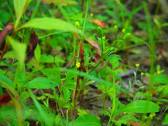 Ranunculus chinensis