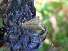 Udea rhododendronalis