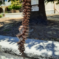 Bunya