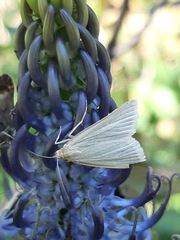 Udea rhododendronalis