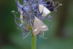 Udea alpinalis