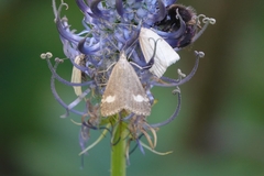 Udea alpinalis