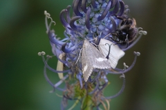 Udea alpinalis