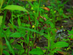 Ranunculus chinensis