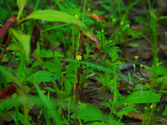 Ranunculus chinensis