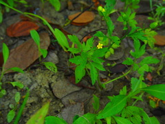 Ranunculus chinensis
