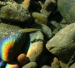 Ptychocheilus grandis