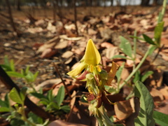 Crotalaria rogersii