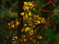 Erythrorchis altissima