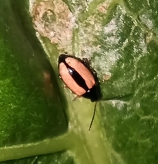 Phyllotreta armoraciae