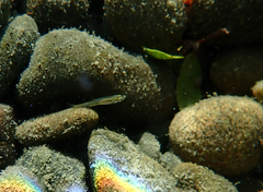 Ptychocheilus grandis