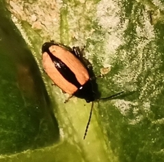 Phyllotreta armoraciae