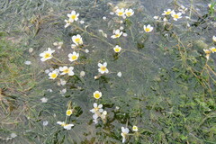 Ranunculus longirostris