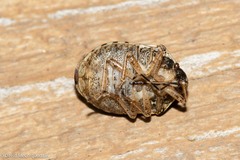 Homaemus aeneifrons