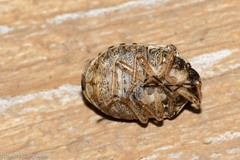 Homaemus aeneifrons