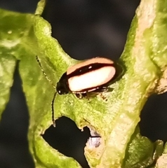Phyllotreta armoraciae