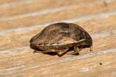 Homaemus aeneifrons