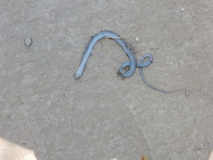 Cubophis cantherigerus
