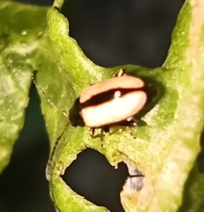 Phyllotreta armoraciae