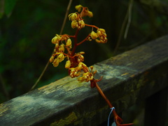 Erythrorchis altissima
