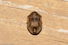 Homaemus aeneifrons