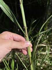 Paspalum fasciculatum
