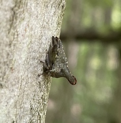 Glossonotus acuminatus