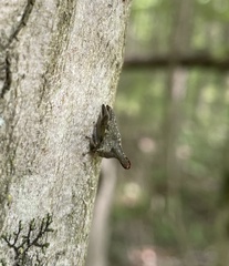 Glossonotus acuminatus