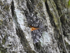 Catocala lineella