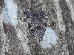 Catocala lineella